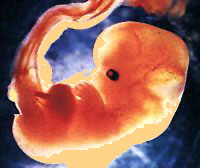 6 WEEKS