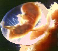 9 WEEKS