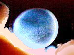 Zygote