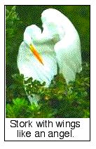 stork
