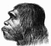 Hominid